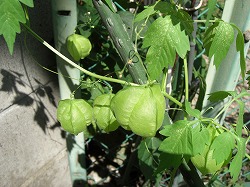 CIMG0882.jpg