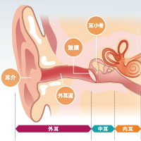 耳の構造