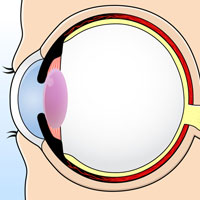 目の断面図